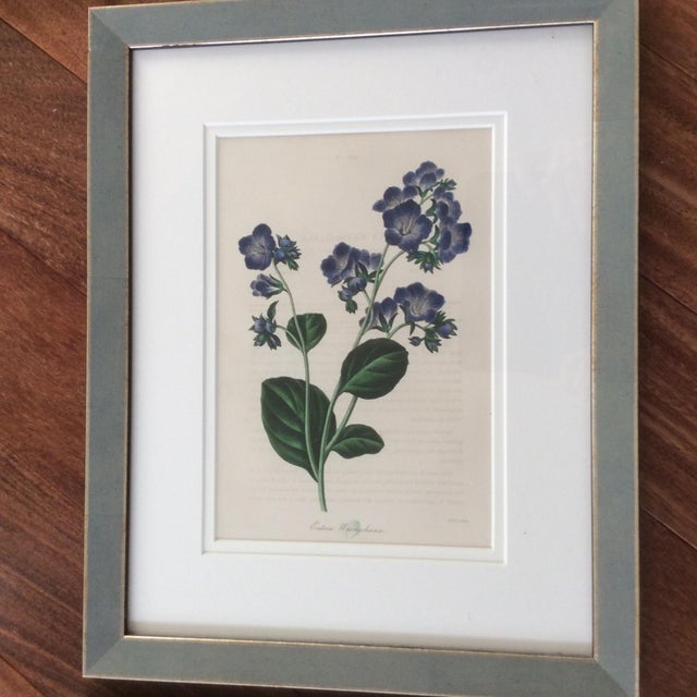 Late 19th Century Antique Botanicals Series - Set of 8 For Sale In Charlotte - Image 6 of 13