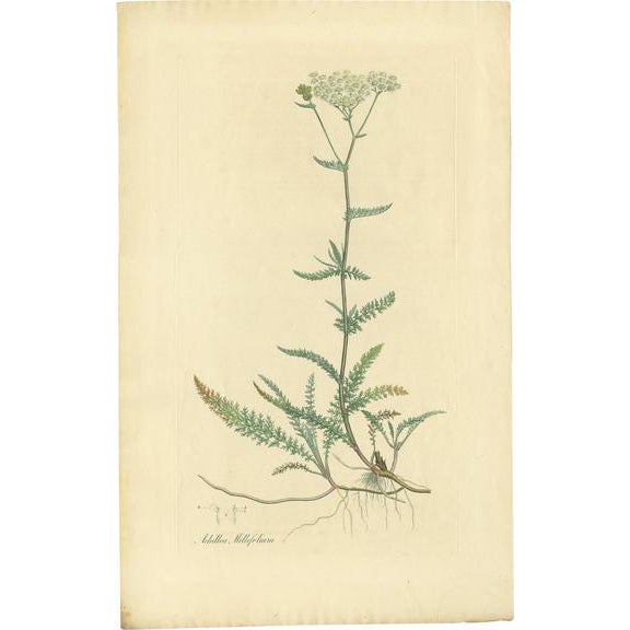 Curtis, Botany Illustration of Achillea Millefolium, 1817, Print For Sale