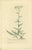 Curtis, Botany Illustration of Achillea Millefolium, 1817, Print For Sale