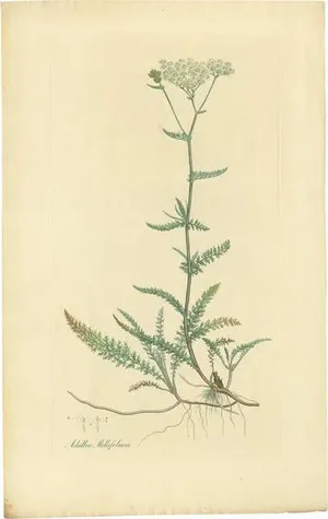 Curtis, Botany Illustration of Achillea Millefolium, 1817, Print