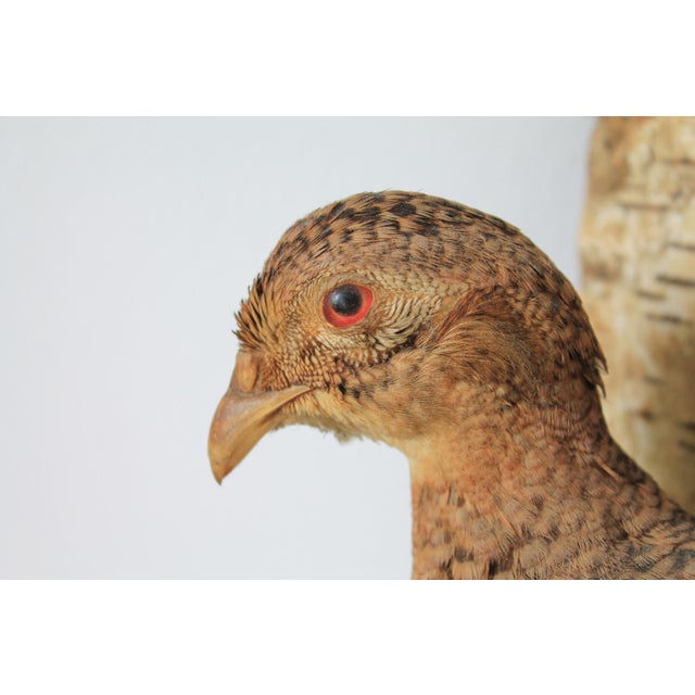 Mid 20th Century Vintage Taxidermy Ringneck Pheasant Mounted on Birchwood For Sale - Image 5 of 11