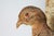 Mid 20th Century Vintage Taxidermy Ringneck Pheasant Mounted on Birchwood For Sale - Image 5 of 11