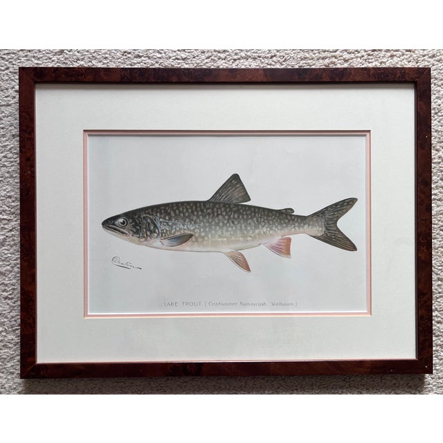 This wonderful pair of 1905 Denton fish prints are custom archival matted and framed with Burl Walnut frame. One is of...