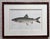 This wonderful pair of 1905 Denton fish prints are custom archival matted and framed with Burl Walnut frame. One is of...