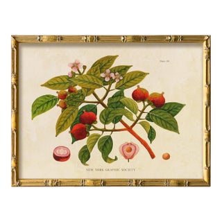 Reproduction Giclee Print of Vintage Fruit & Flowers (4) Art Print, Framed For Sale