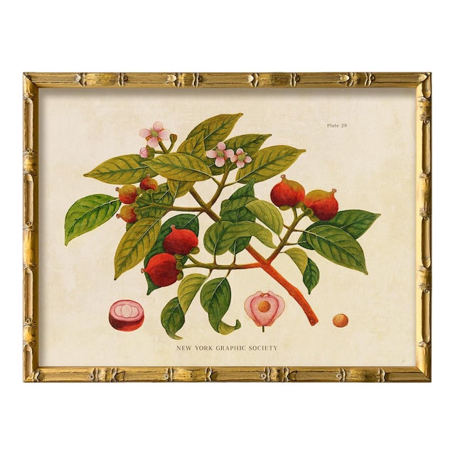 Reproduction Giclee Print of Vintage Fruit & Flowers (4) Art Print, Framed For Sale