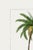 Vintage Date Palm Tree, Botanical Art Print Reproduction, 40" X 60" For Sale In Buffalo - Image 6 of 9