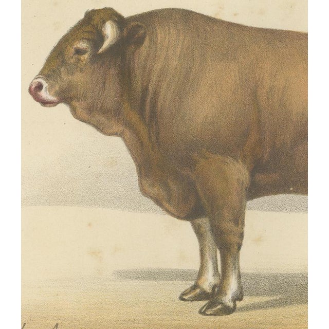 19th Century Borie, Garonnais Bull, French Cattle Breed, 1863, Chromolithograph For Sale - Image 5 of 9