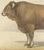 19th Century Borie, Garonnais Bull, French Cattle Breed, 1863, Chromolithograph For Sale - Image 5 of 9