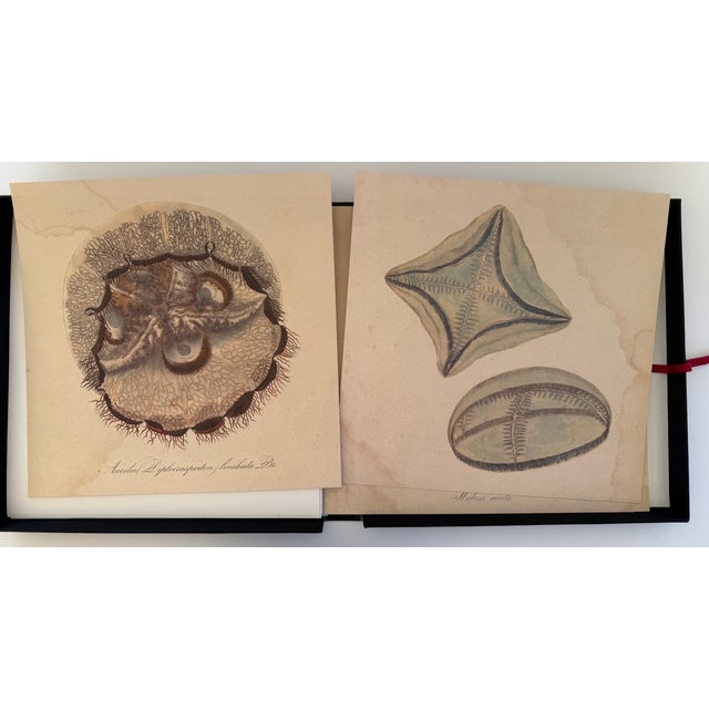 1970s Natural Curiosities Collector's Album of 14 Artistic Prints For Sale - Image 10 of 17