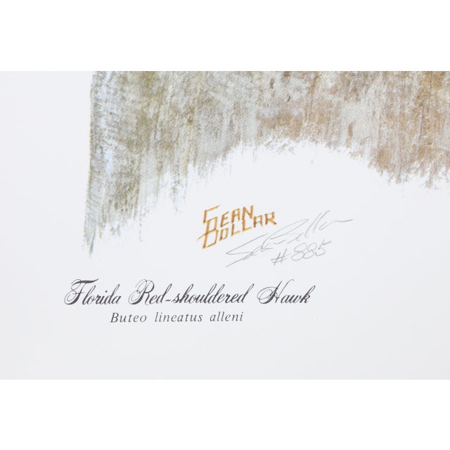 Realism Florida Red Shouldered Hawk, 1979 Signed Lithograph by Sean Bollar For Sale - Image 3 of 3