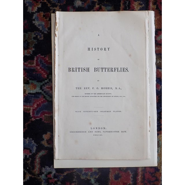 Tangerine Antique 19th Century Hand Colored Butterfly Lithographs - Set of 10 For Sale - Image 8 of 12