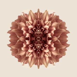 "Dahlia 6" Contemporary Original Op Art Botanical Limited Edition Photograph Print by Erin Derby For Sale