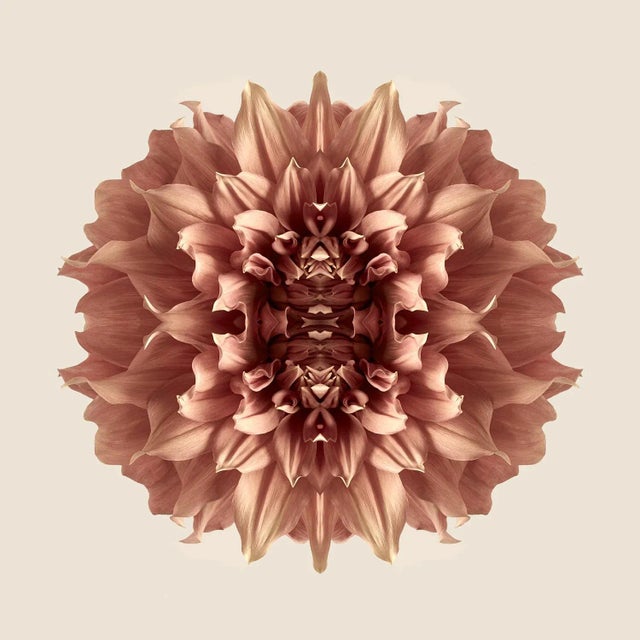 "Dahlia 6" Contemporary Original Op Art Botanical Limited Edition Photograph Print by Erin Derby For Sale