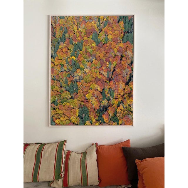 "Bavarian_Forest_01" Contemporary Limited Edition Fine Art Photograph by Bernhard Lang For Sale - Image 4 of 9