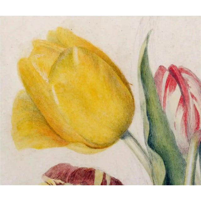 English Botanical Watercolor of Seven Tulips, Flamed and Feathered Florists' Varieties For Sale - Image 4 of 6