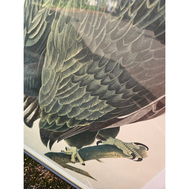 The American School Striking Vintage J J Audubon Print of the White Headed Eagle For Sale - Image 3 of 5