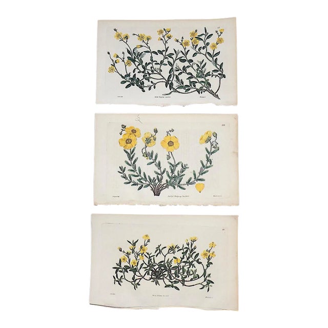 Antique Early 19th Century Hand Colored Copperplate Botanical Engravings - Set of 3 For Sale
