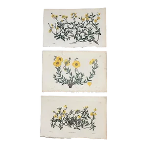 Antique Early 19th Century Hand Colored Copperplate Botanical Engravings - Set of 3