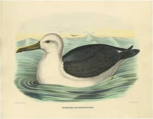 After D. G. Elliot, Bird Illustration of a Yellow-Nosed Albatross, 1869, Print