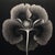 Dipsacus Laciniatus Flower No. 2 — Black and White Vintage Botanical Photography Print For Sale