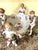 Antique, Schierholz Plaue, Porcelain Centerpiece/ Serving Bowl, W/Cherubs & Floral Decorations, C1890-1910 For Sale In South Bend - Image 6 of 12