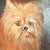 This vibrant and expressive antique portrait of a small dog is captivating, rich with texture as well as character! Piece...