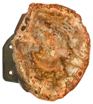 Architectural Push Pull Door Handle in Petrified Wood and Bronze, 1970s