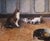 Pair of 19th Century French Pendant Cat Oil on Canvas Paintings Signed A. Pernot For Sale In Dallas - Image 6 of 18