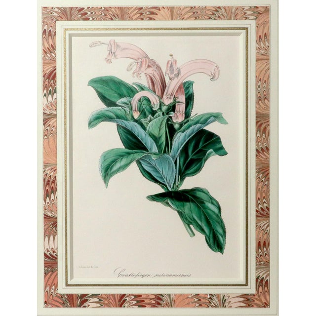 Paper Antique Botanical Print of the "Surinam Centropogon" by Sir Joseph Paxton For Sale - Image 7 of 8