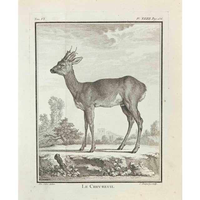 The Roe Deer is an etching made by Jean Charles Baquoy in 1771. The artwork Belongs to the suite "Natural, general and...
