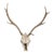 Deer Antler 8-Point Mount From Southern France C1960's For Sale