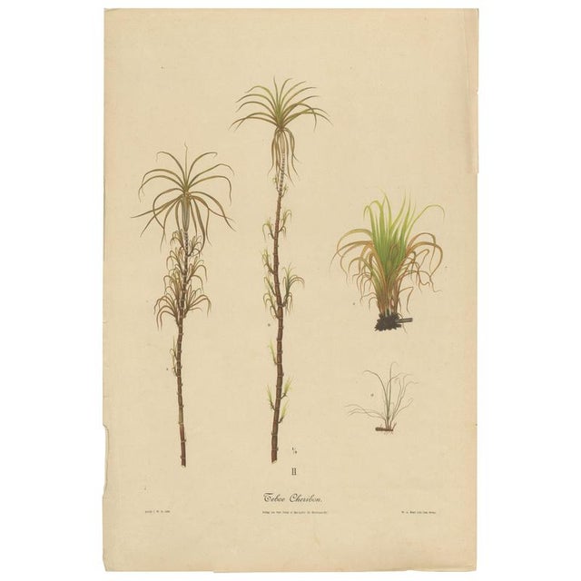 Sugarcane, 1892, Paper For Sale - Image 10 of 10