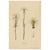 Sugarcane, 1892, Paper For Sale - Image 10 of 10
