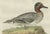Sepp & Nozeman, Male Eurasian Teal Dutch Bird Print, 1789, Print For Sale - Image 6 of 10