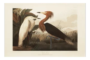 1990s Purple Heron or Reddish Egret After Audubon, Large Cottage Print