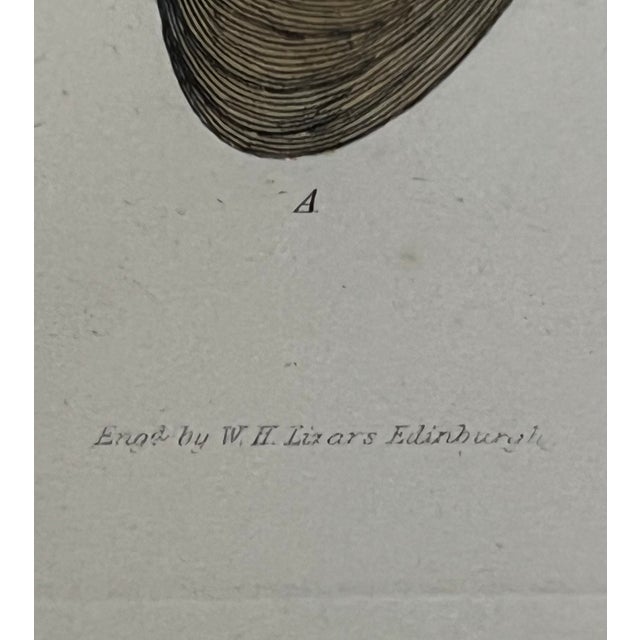 Brown Antique Shell Engraving in Deep Inset Frame For Sale - Image 8 of 11