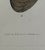 Brown Antique Shell Engraving in Deep Inset Frame For Sale - Image 8 of 11
