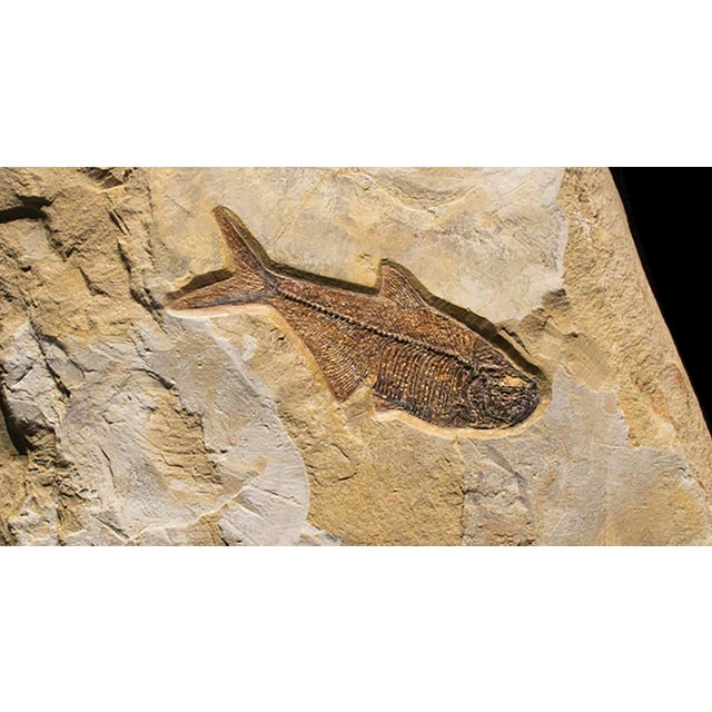 Contemporary Fossil Sculpture 8367 For Sale - Image 3 of 4