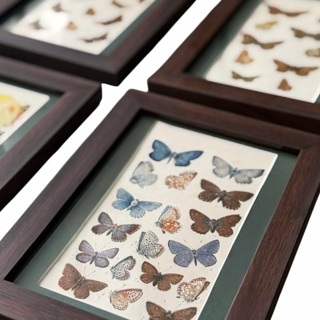 Antique Butterfly Print Gallery Wall Set in Walnut Frames - 9-Piece For Sale - Image 4 of 10