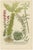 Johann Wilhelm Weinmann, Sedum and Succulent Plants, 1737, Engraving For Sale - Image 10 of 10