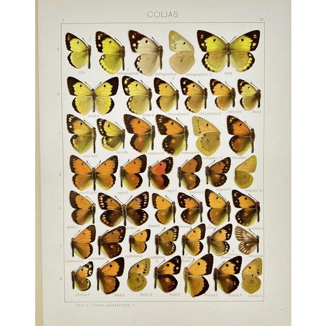 Presenting a beautiful pair of antique chromolithographs featuring exquisitely detailed butterfly specimens. These plates...