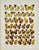 Presenting a beautiful pair of antique chromolithographs featuring exquisitely detailed butterfly specimens. These plates...
