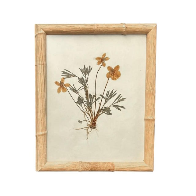 Tan Framed Herbarium Collection of Botanical Specimens From 1897, Set of 12 For Sale - Image 8 of 18