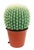 Large Cactus Table Lamp, 1980s For Sale