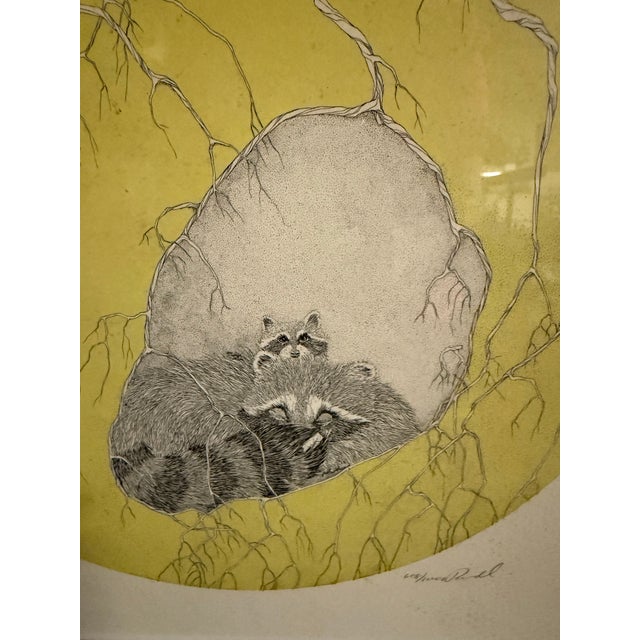Vintage Peter Parnall “Sanctuary“ Raccoon Print Framed Signed 608/1000. Mat, frame and print in good condition.