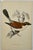 Antique Hand Tinted Bird Print From England Featuring a Red-Backed Shrike - Circa 1880. Print measures 4 1/2” W x 7 1/8” T...