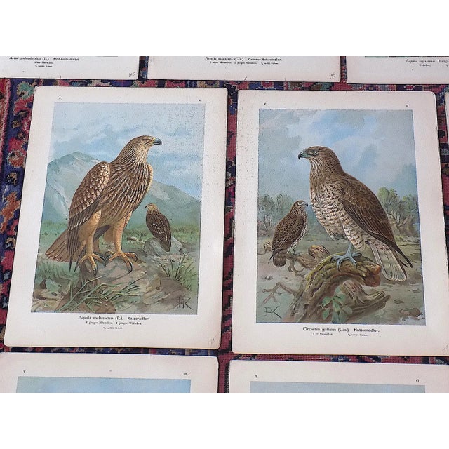 Authentic Antique 19th Century Large Folio Birds of Prey Lithographs - Set of 10 For Sale - Image 4 of 9