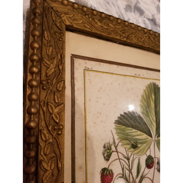 18th Century Strawberry Print For Sale - Image 4 of 9