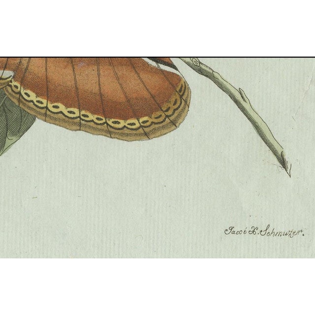 Black Bertuch, An Atlas Moth, 1800, Engraving For Sale - Image 8 of 9